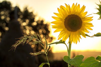 zonnebloem